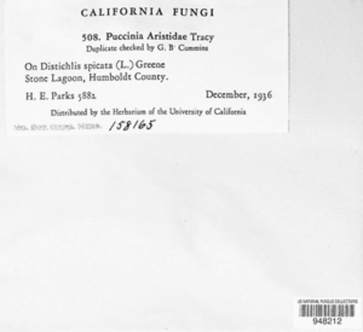 Puccinia aristidae image